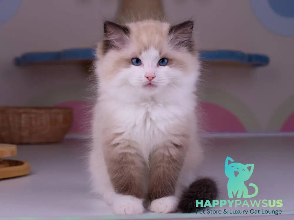 Orpheus Ragdoll male seal lynx bicolour live animals