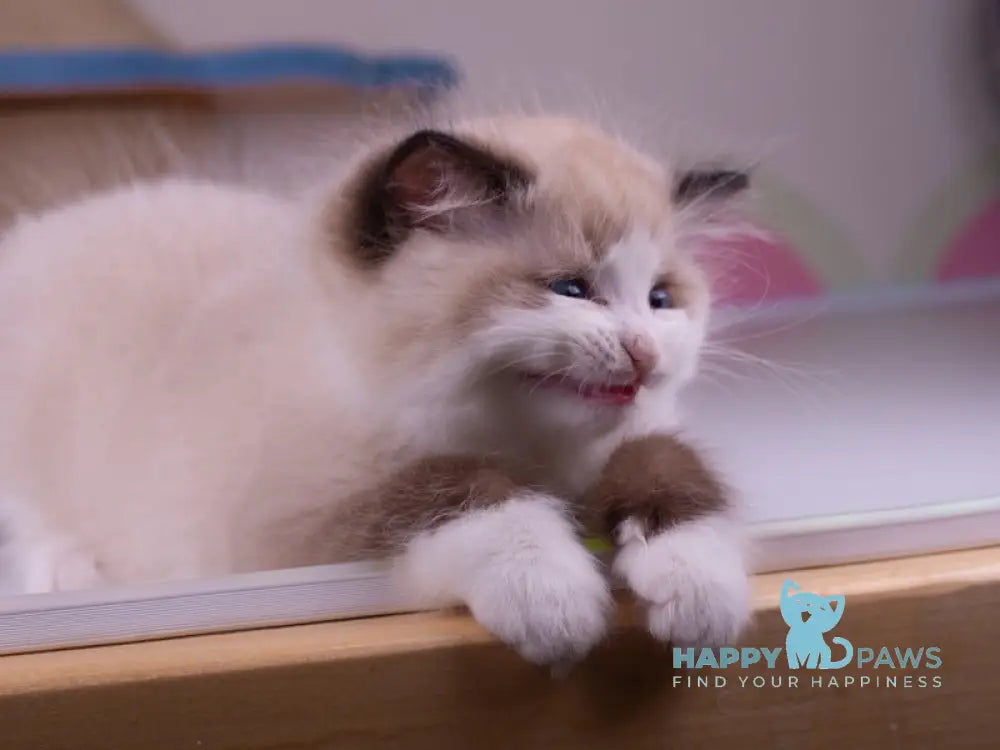 Orpheus Ragdoll male seal lynx bicolour live animals