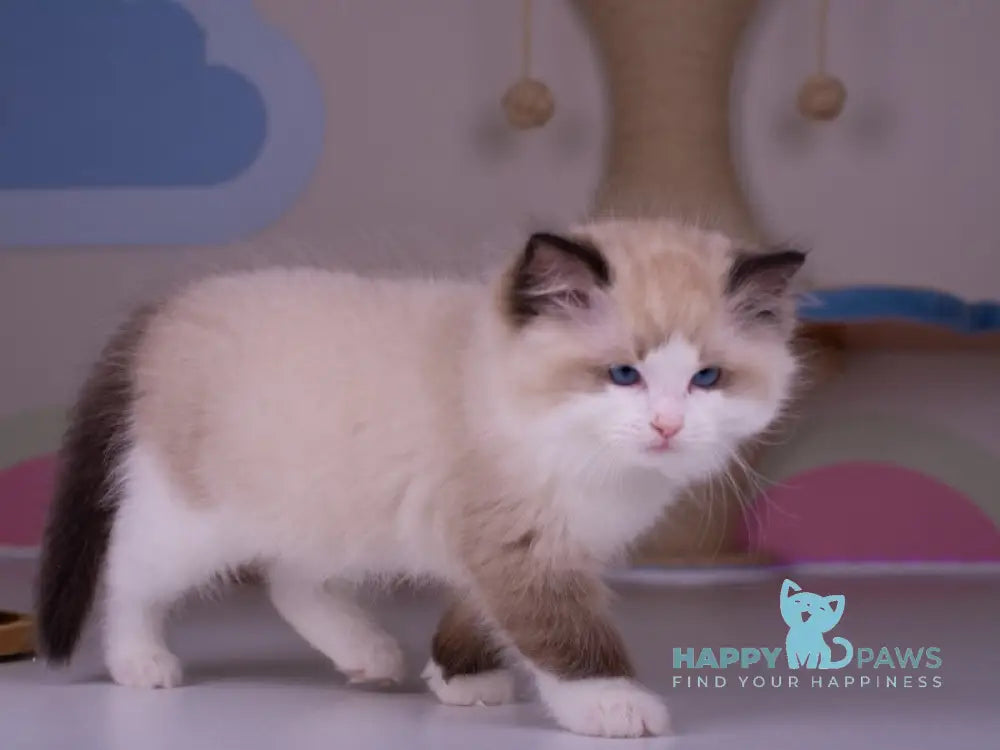 Orpheus Ragdoll male seal lynx bicolour live animals