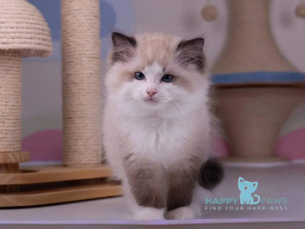 Orpheus Ragdoll male seal lynx bicolour live animals