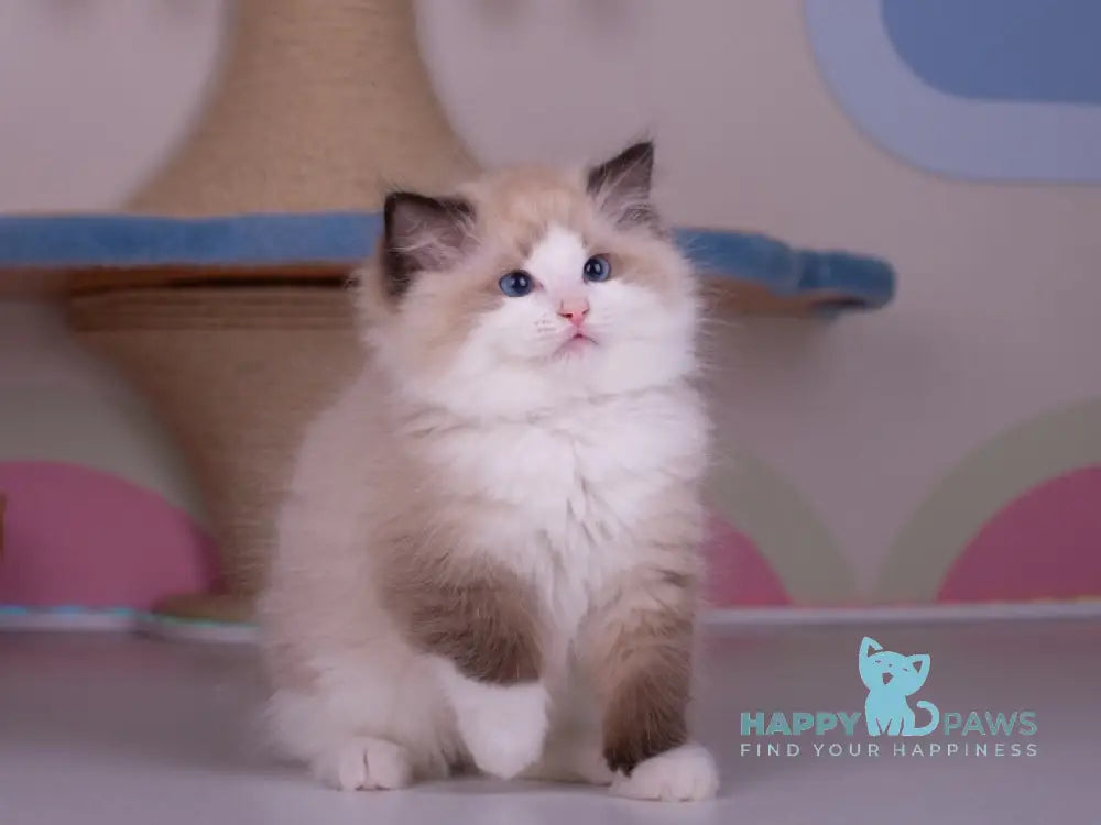 Orpheus Ragdoll male seal lynx bicolour live animals