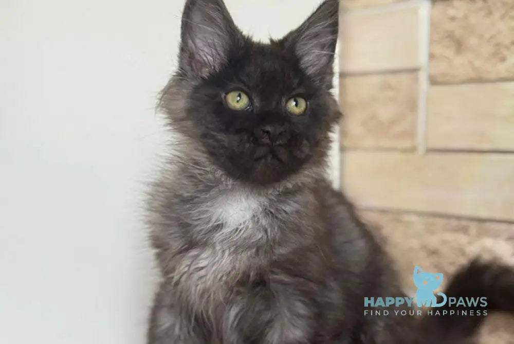 Orrio Maine Coon male black silver with white live animals