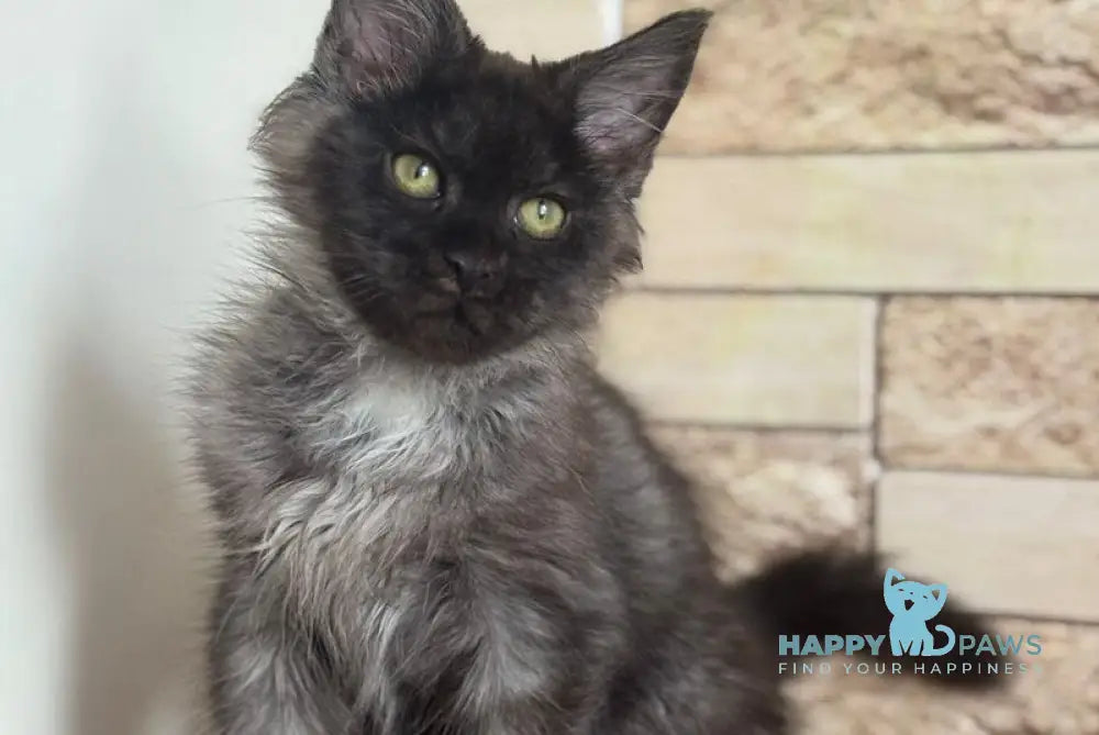 Orrio Maine Coon male black silver with white live animals