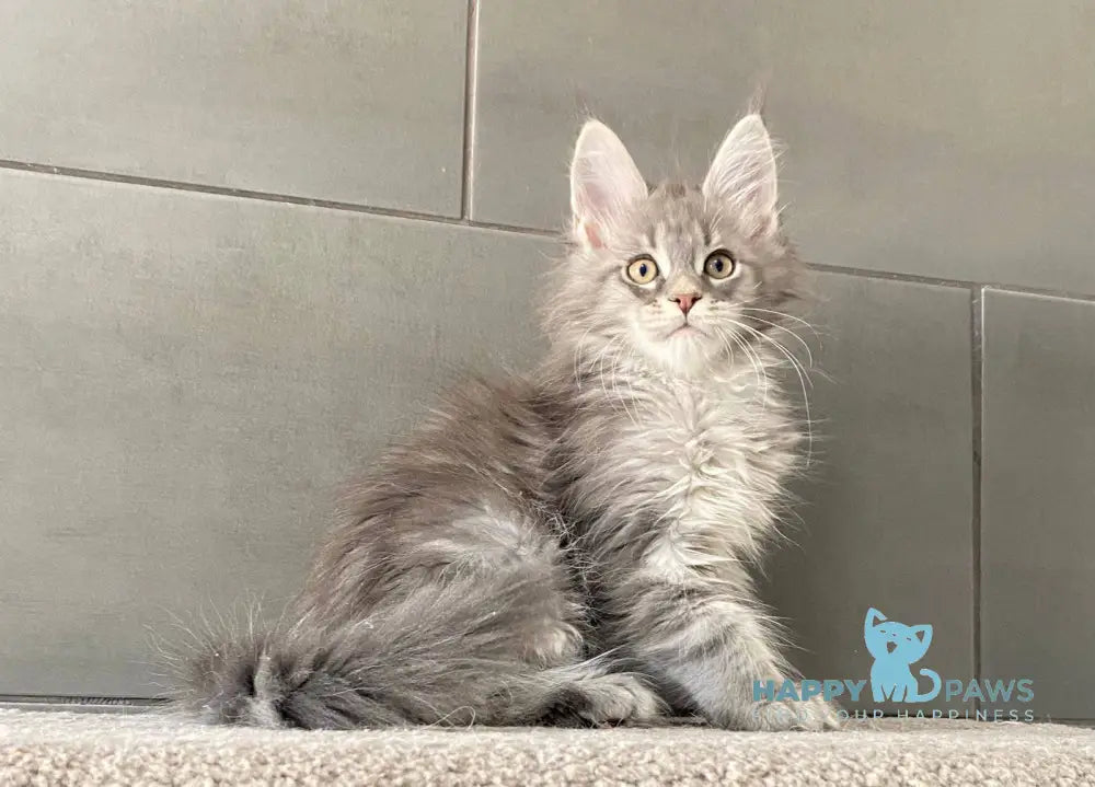 Orsk Maine Coon male blue tabby live animals