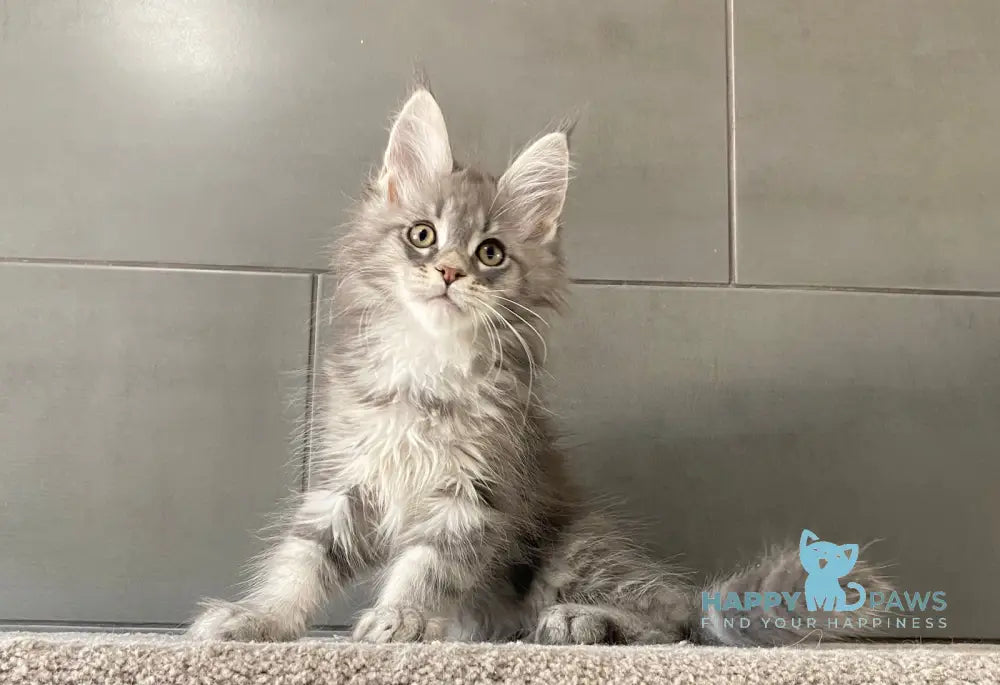 Orsk Maine Coon male blue tabby live animals