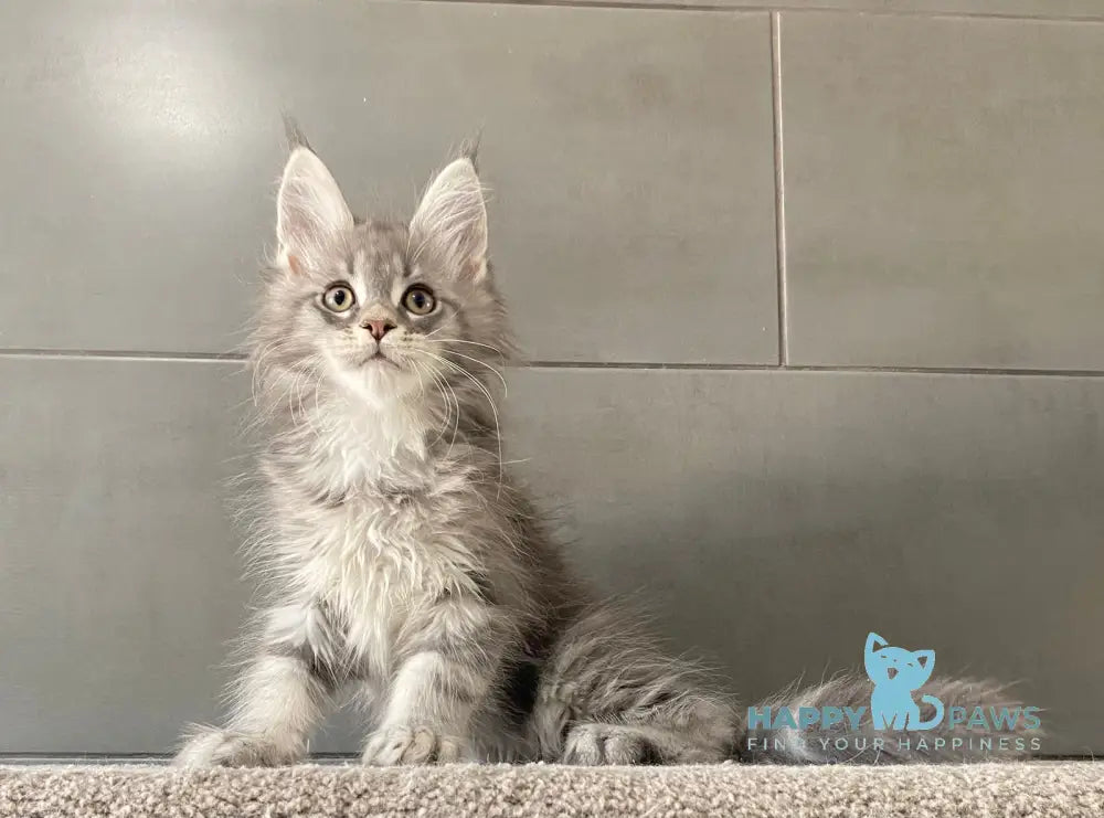 Orsk Maine Coon male blue tabby live animals