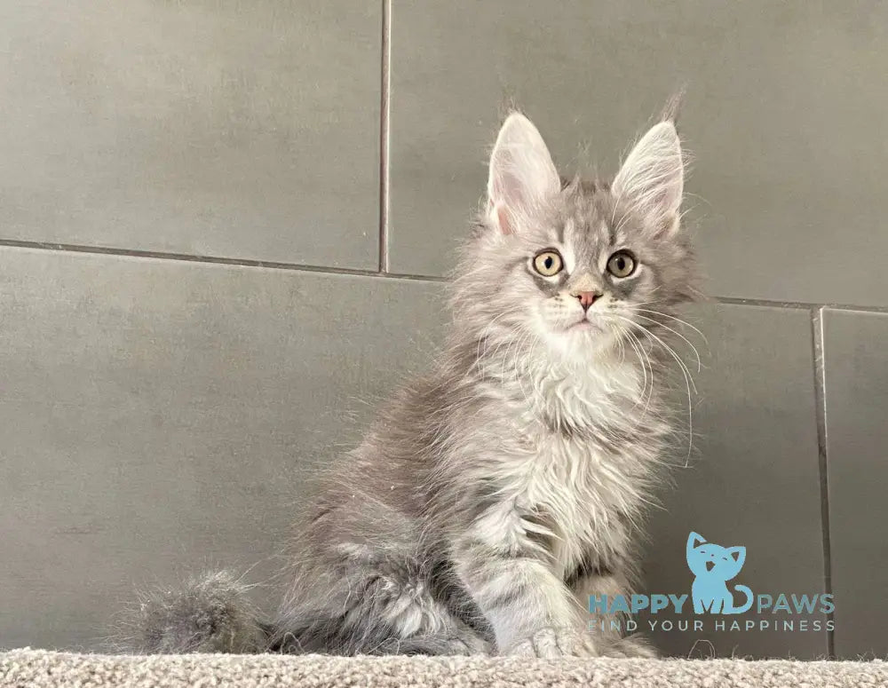 Orsk Maine Coon male blue tabby live animals