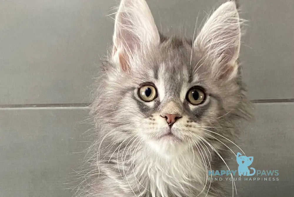 Orsk Maine Coon male blue tabby live animals