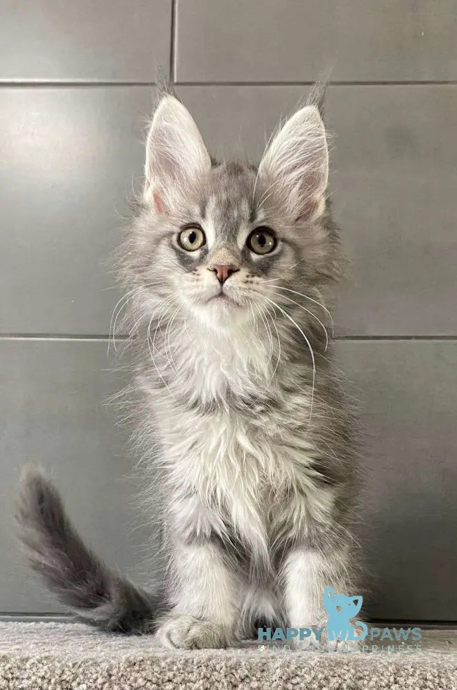 Orsk Maine Coon male blue tabby live animals