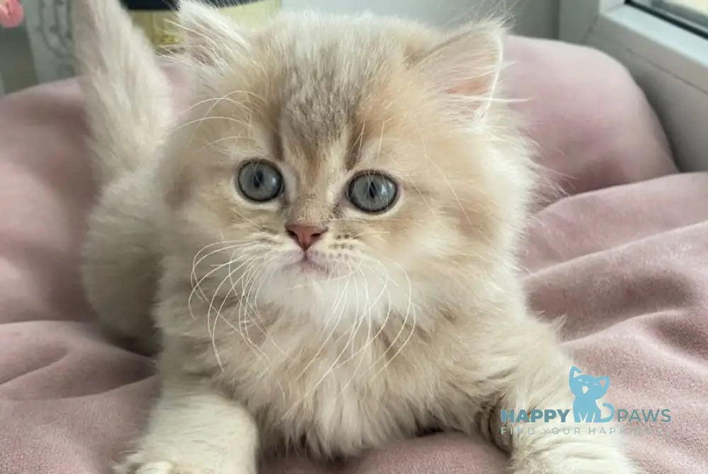 Orson British Longhair male lilac golden ticked tabby live animals