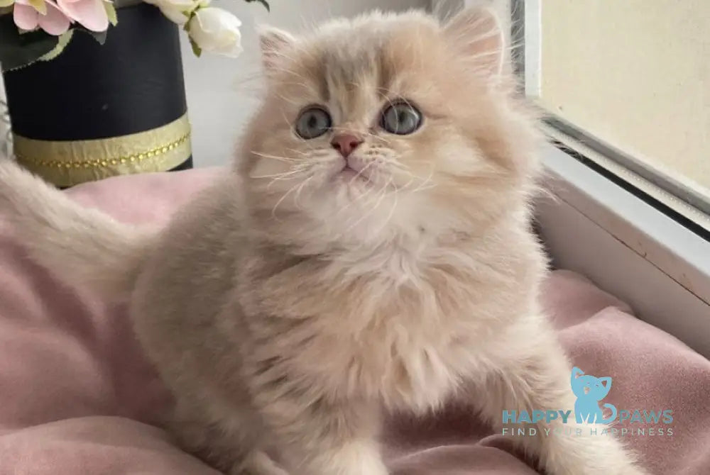 Orson British Longhair male lilac golden ticked tabby live animals