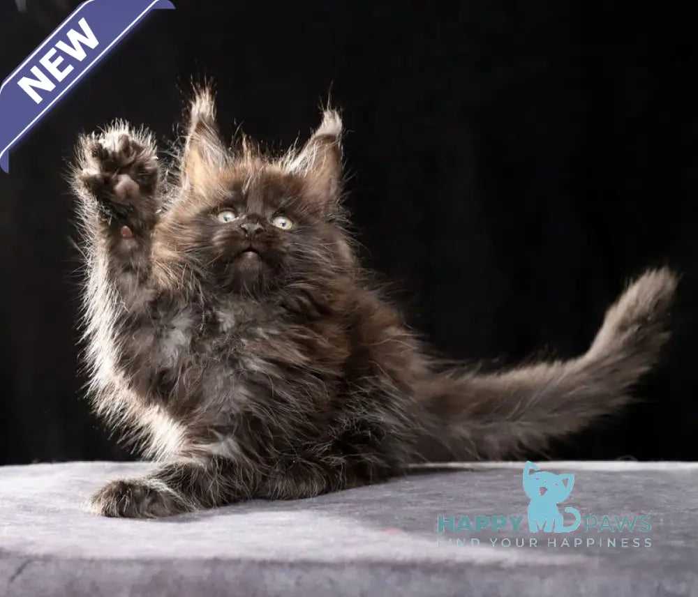 Orson Maine Coon male black silver live animals