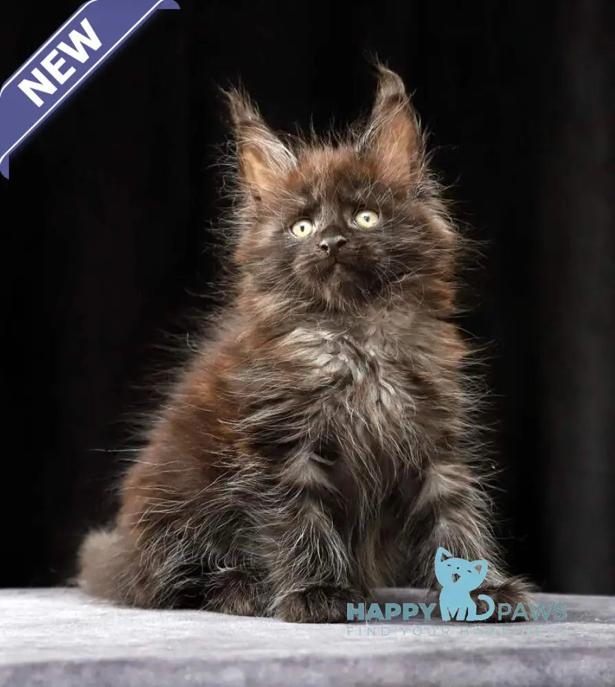 Orson Maine Coon male black silver live animals