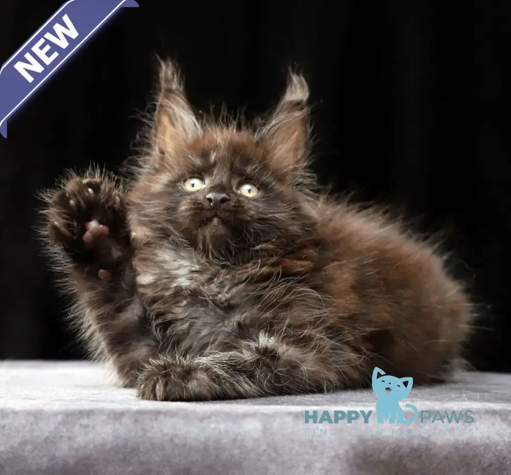 Orson Maine Coon male black silver live animals