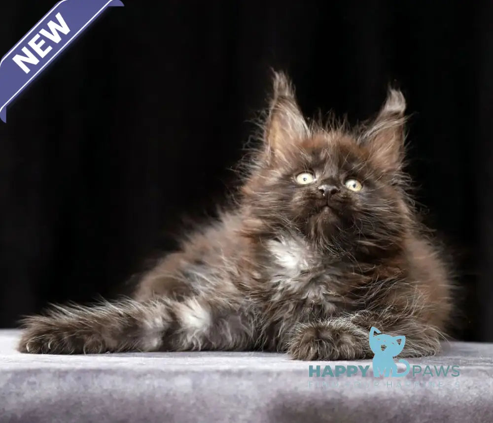 Orson Maine Coon male black silver live animals