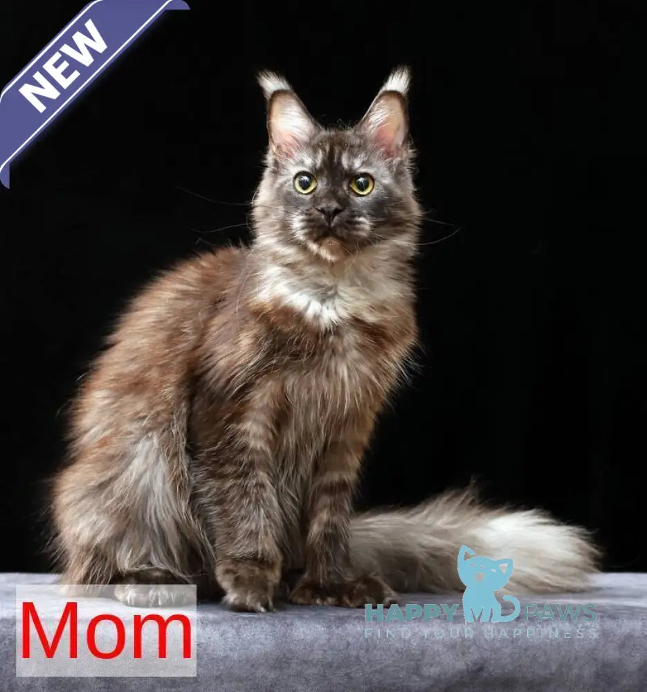Orson Maine Coon male black silver live animals