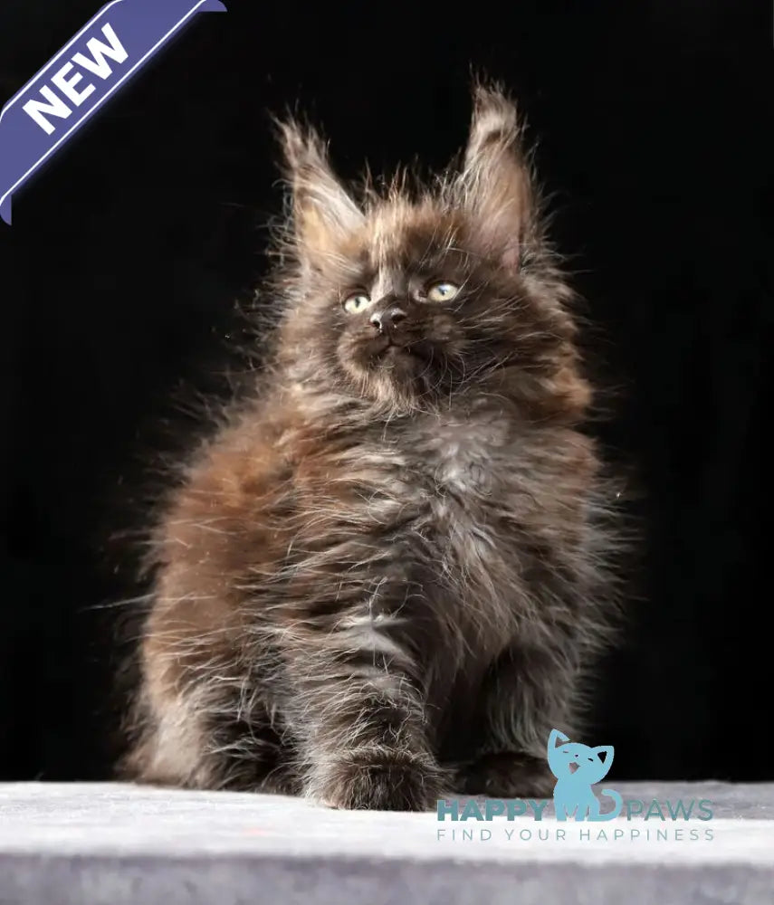 Orson Maine Coon male black silver live animals
