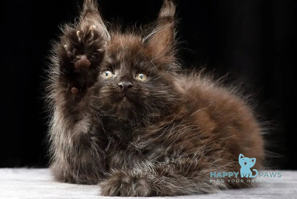 Orson Maine Coon male black silver live animals