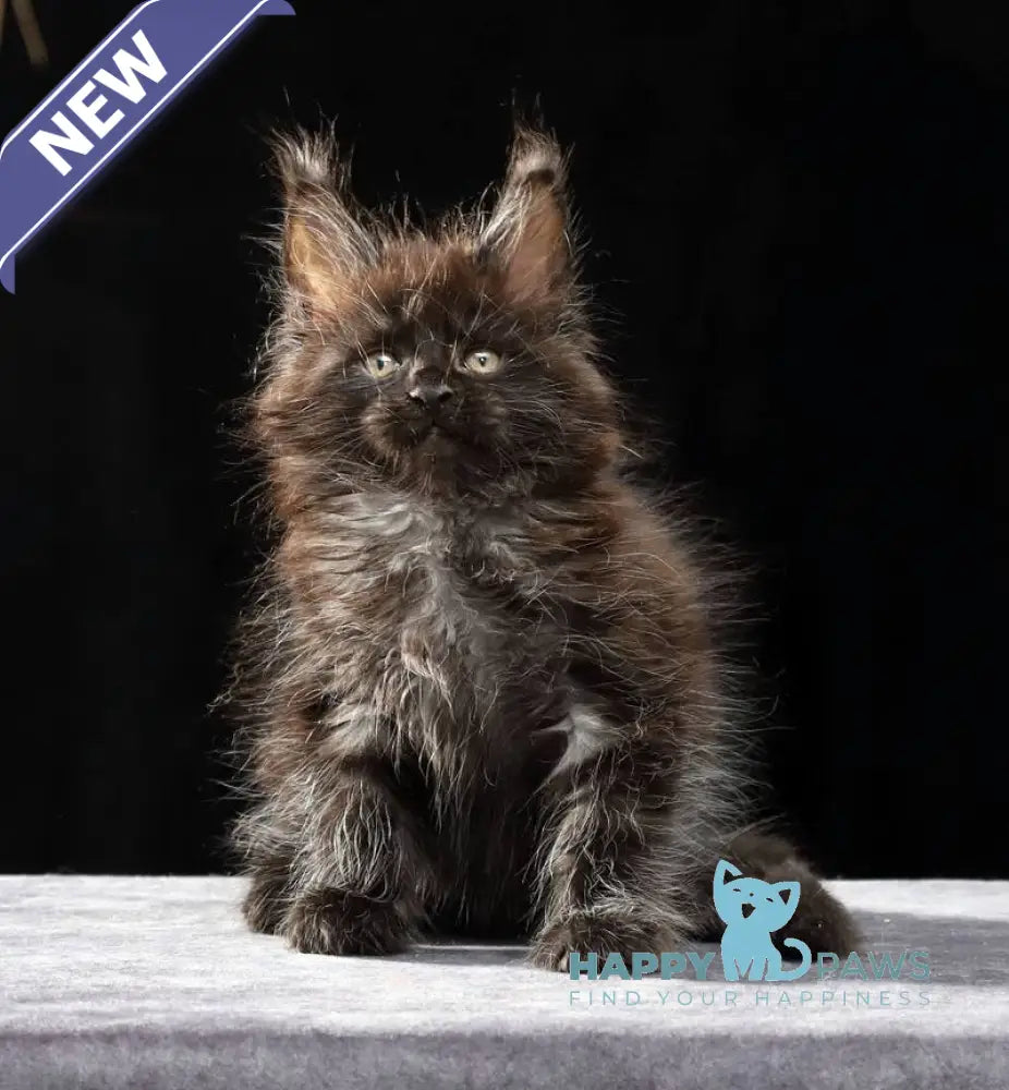 Orson Maine Coon male black silver live animals