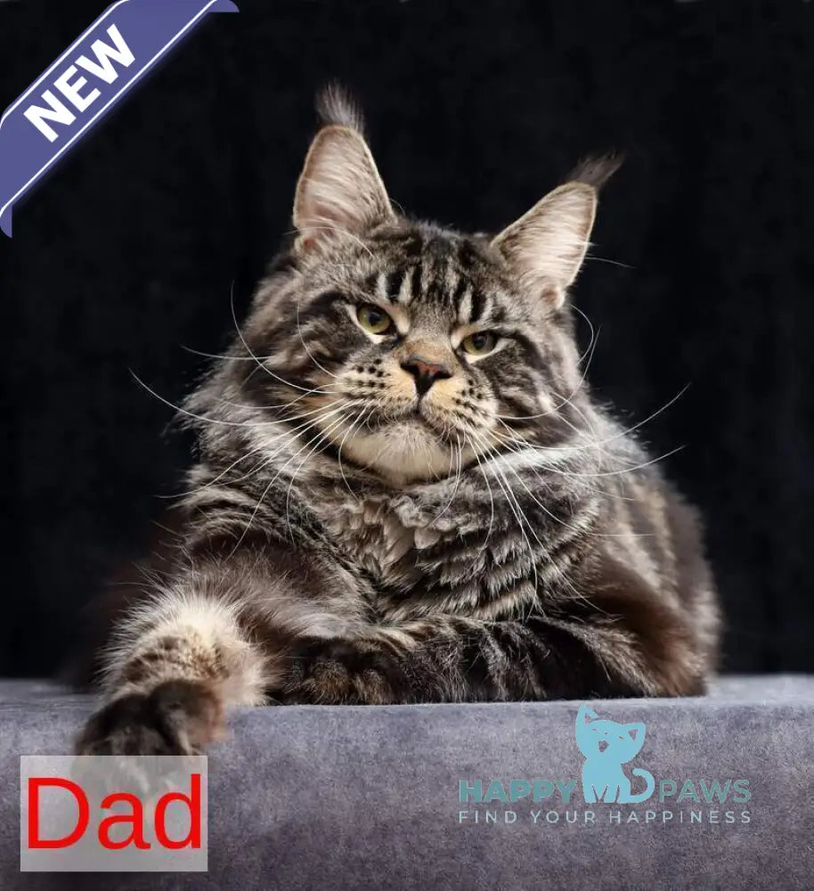 Orson Maine Coon male black silver live animals