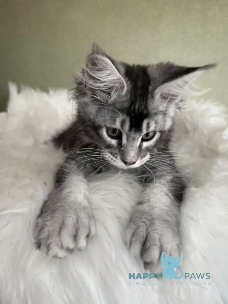Orvel Maine Coon male polydactyl black silver ticked tabby live animals