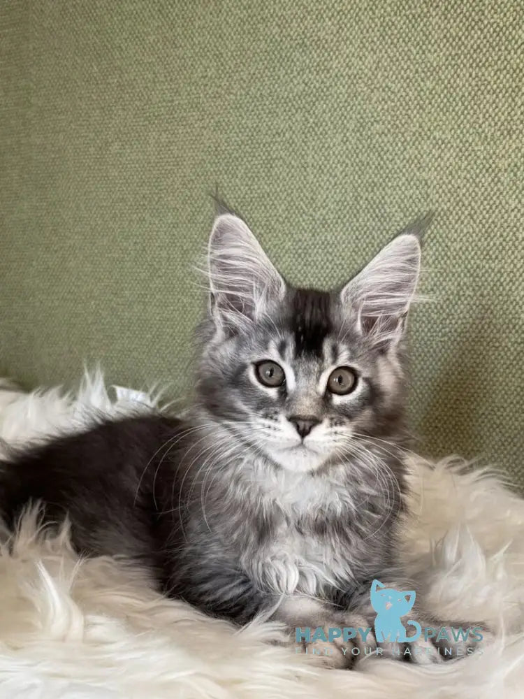 Orvel Maine Coon male polydactyl black silver ticked tabby live animals