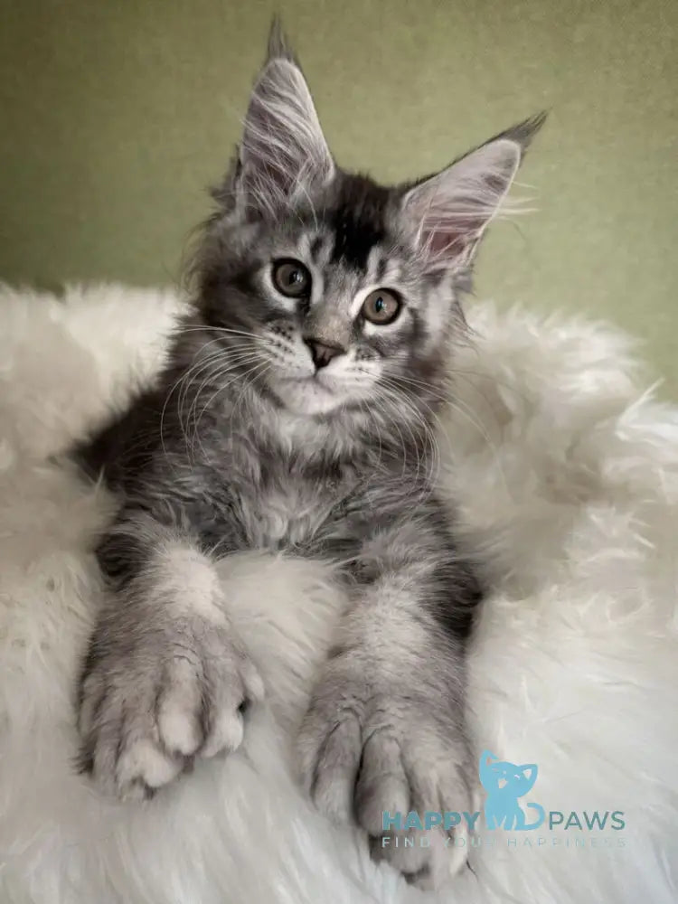 Orvel Maine Coon male polydactyl black silver ticked tabby live animals