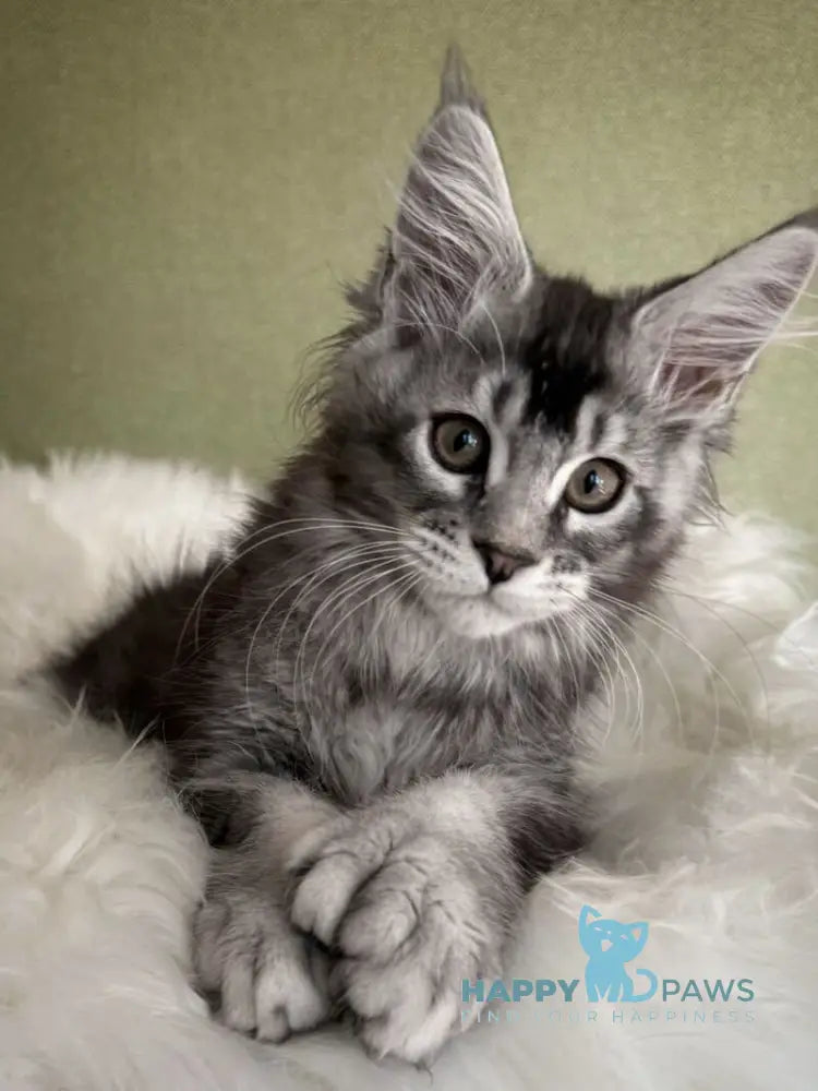 Orvel Maine Coon male polydactyl black silver ticked tabby live animals