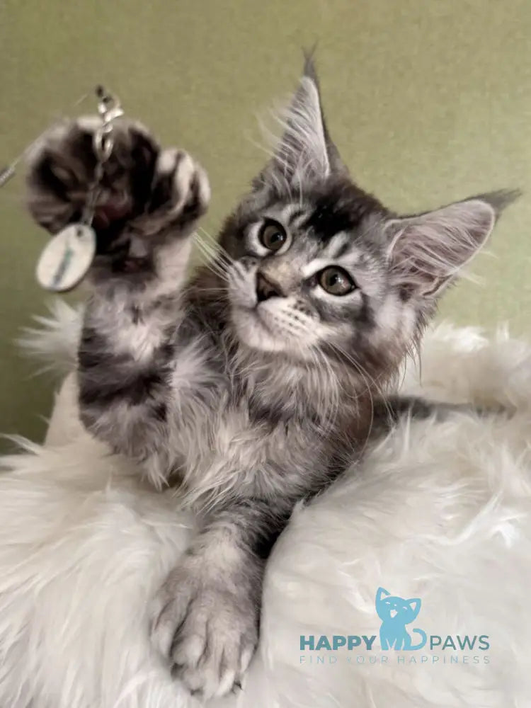 Orvel Maine Coon male polydactyl black silver ticked tabby live animals