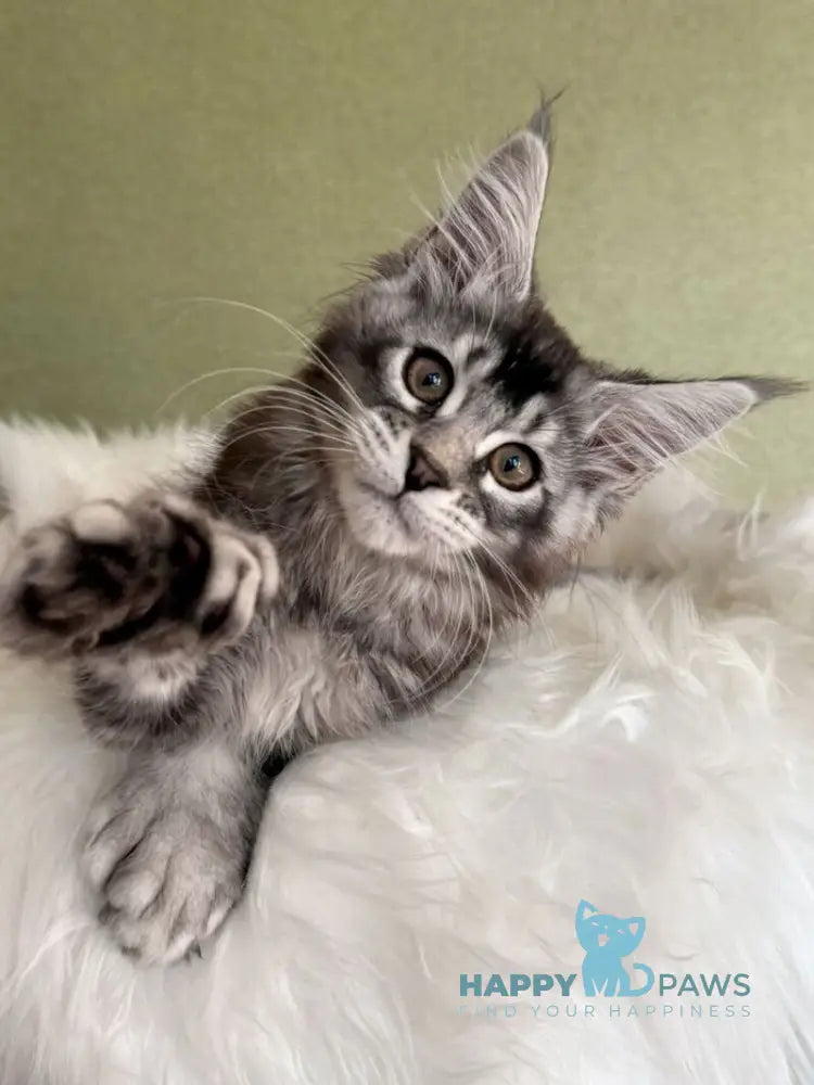 Orvel Maine Coon male polydactyl black silver ticked tabby live animals