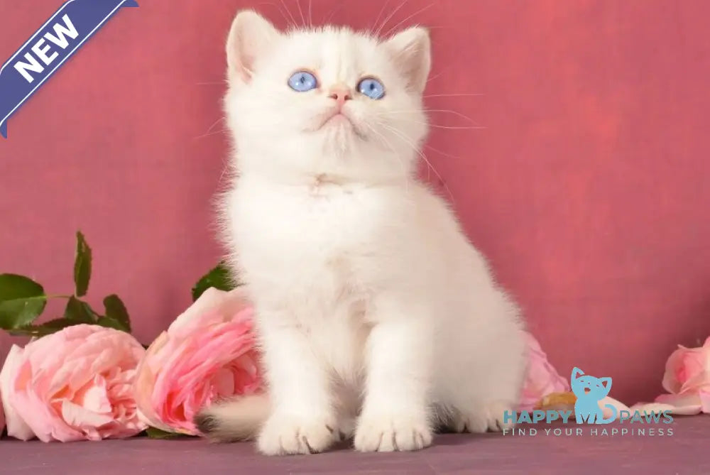 Osana Scottish Straight female chocolate silver shaded pointed live animals