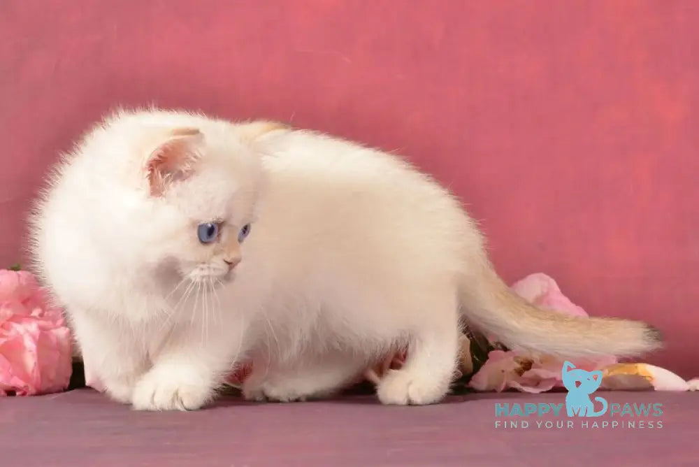 Osana Scottish Straight female chocolate silver shaded pointed live animals