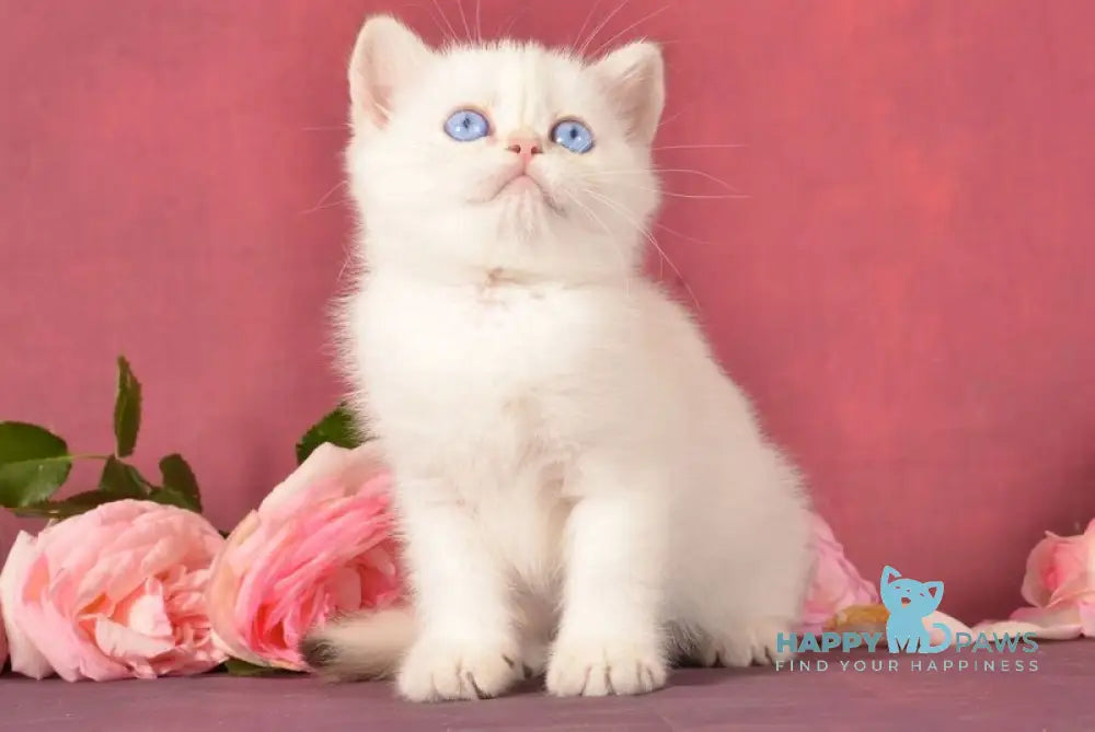 Osana Scottish Straight female chocolate silver shaded pointed live animals
