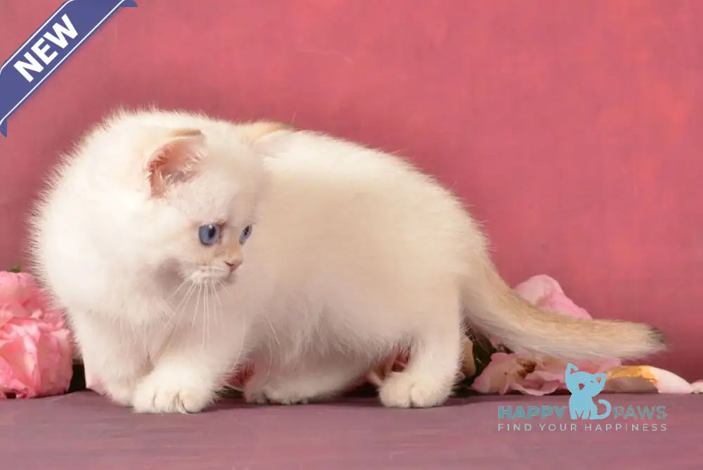 Osana Scottish Straight female chocolate silver shaded pointed live animals