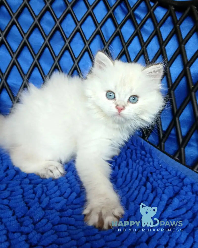 Oscar British Longhair male white chinchilla pointed live animals