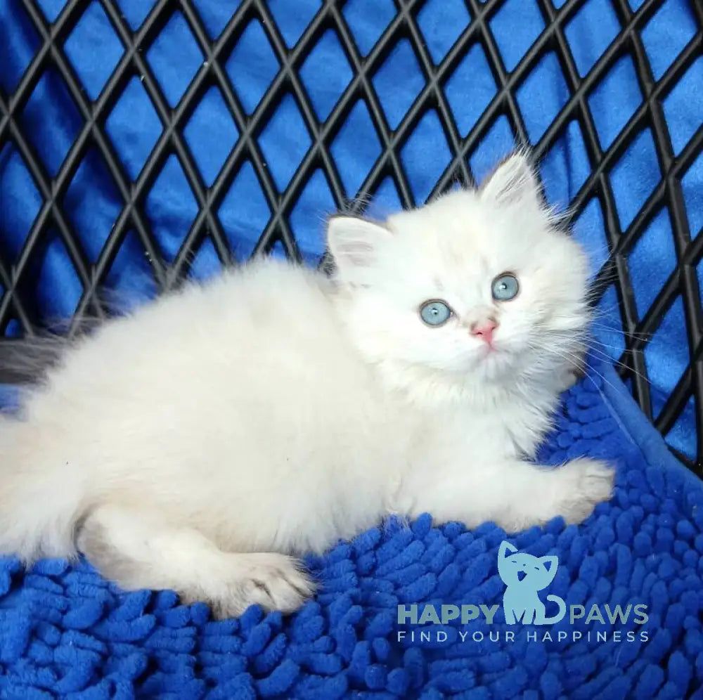 Oscar British Longhair male white chinchilla pointed live animals