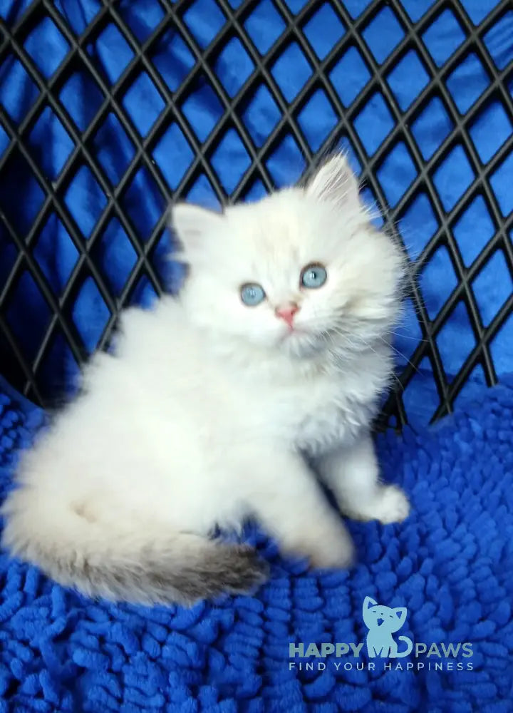 Oscar British Longhair male white chinchilla pointed live animals