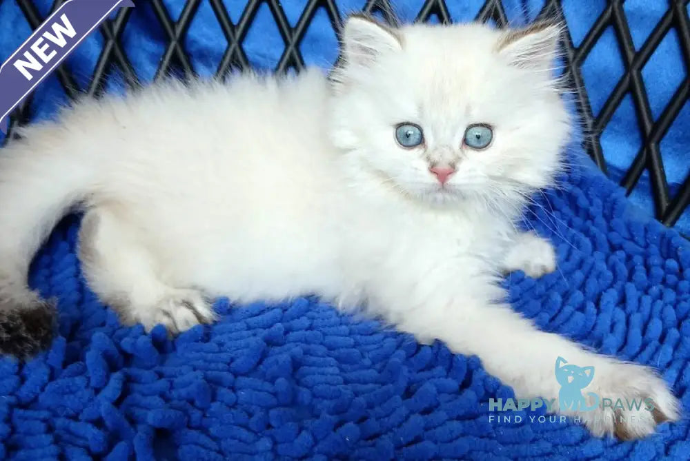 Oscar British Longhair male white chinchilla pointed live animals