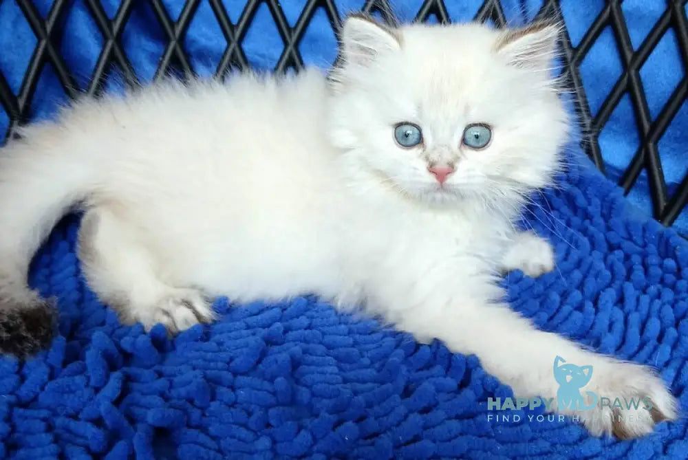 Oscar British Longhair male white chinchilla pointed live animals