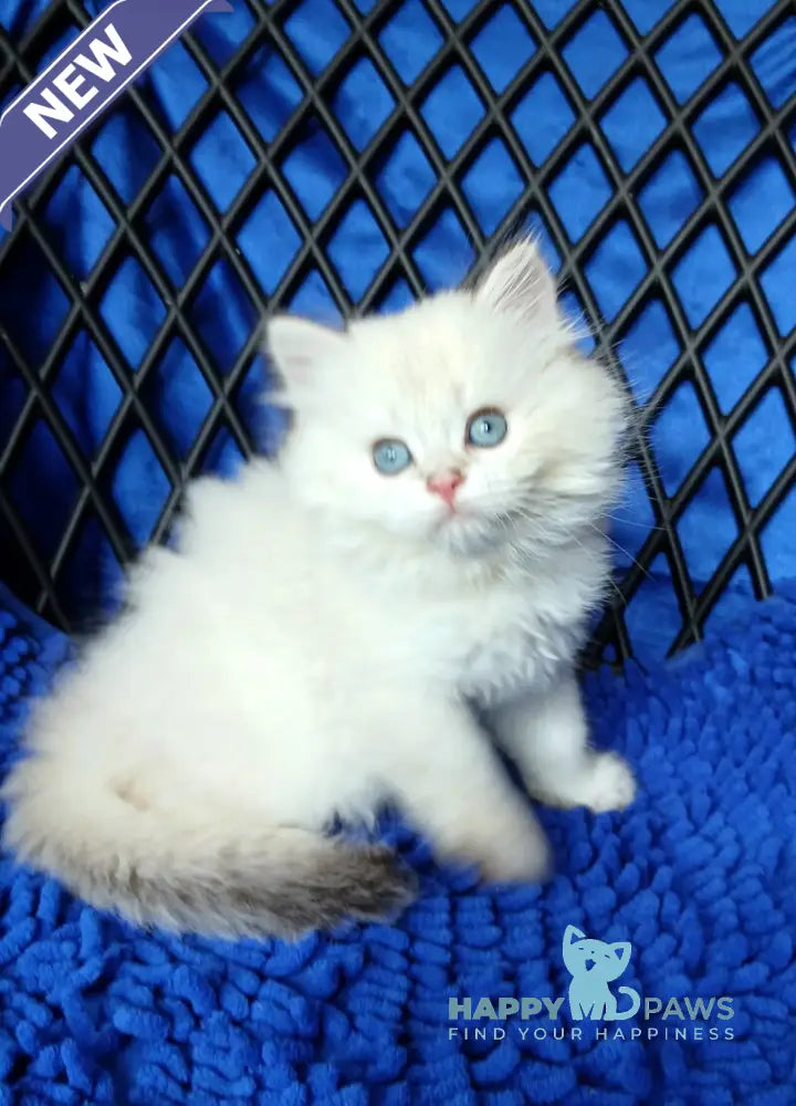 Oscar British Longhair male white chinchilla pointed live animals