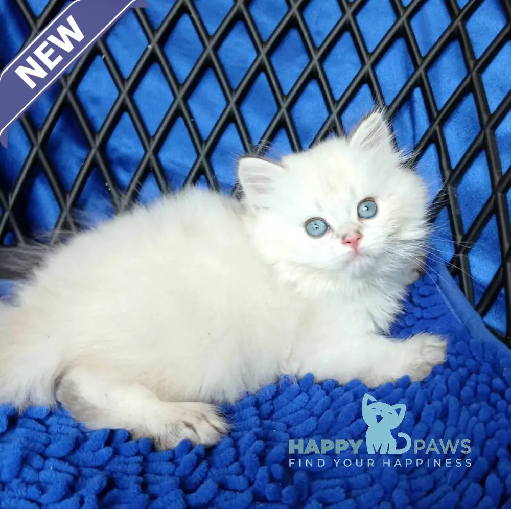 Oscar British Longhair male white chinchilla pointed live animals