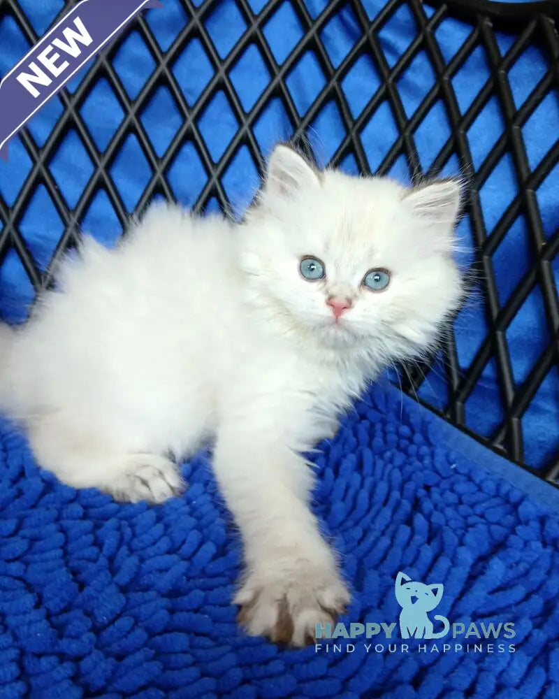 Oscar British Longhair male white chinchilla pointed live animals