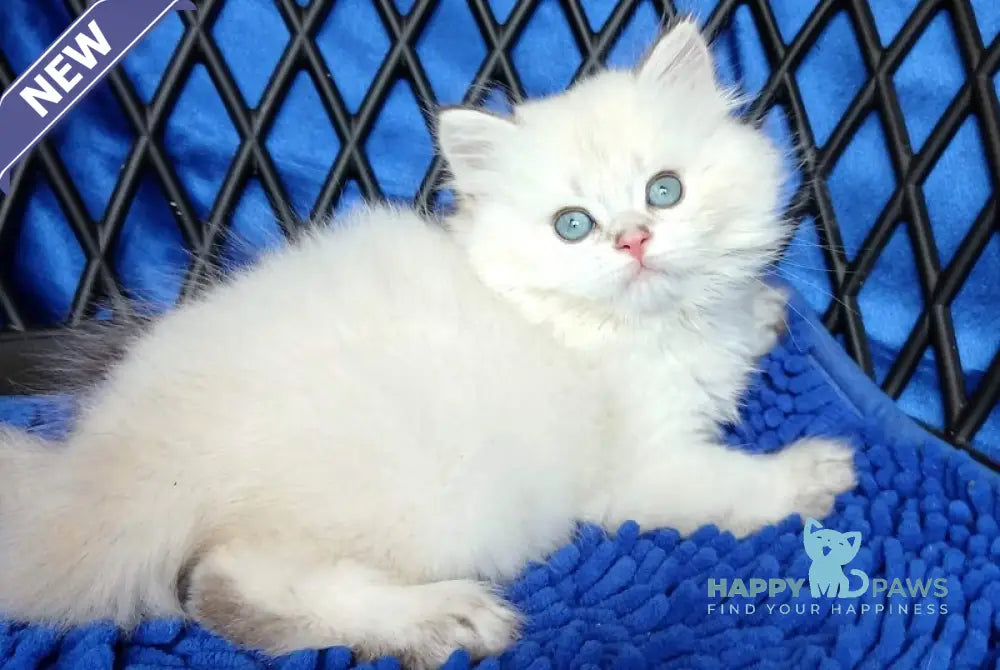 Oscar British Longhair male white chinchilla pointed live animals