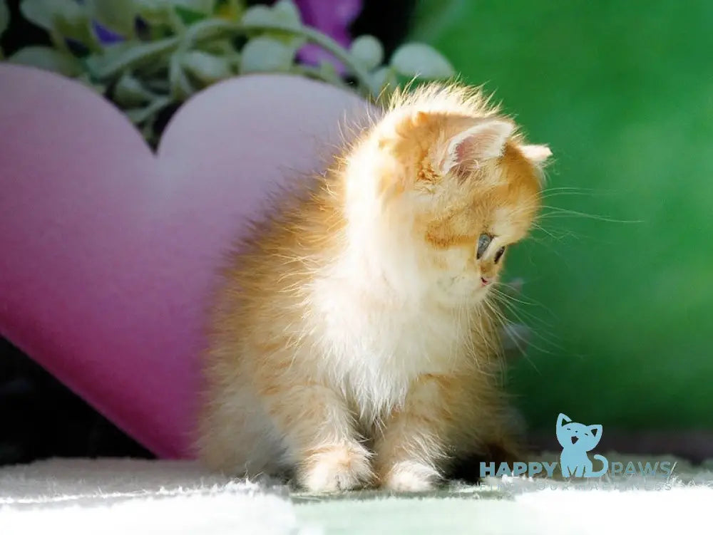 Oscar British Shorthair male black golden chinchilla live animals