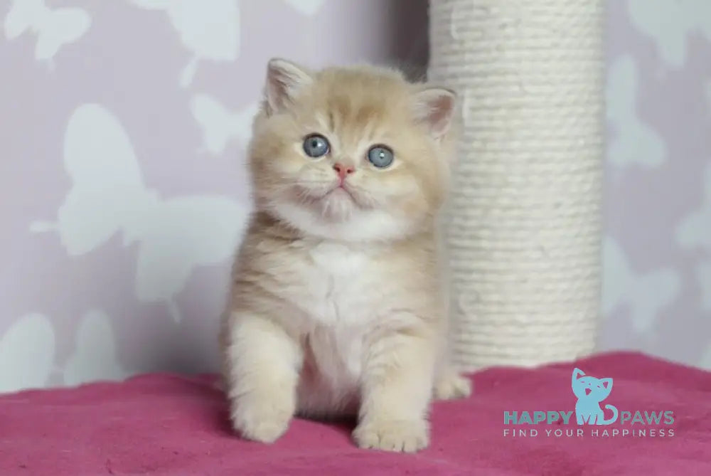 Oscar British Shorthair male lilac golden shaded live animals