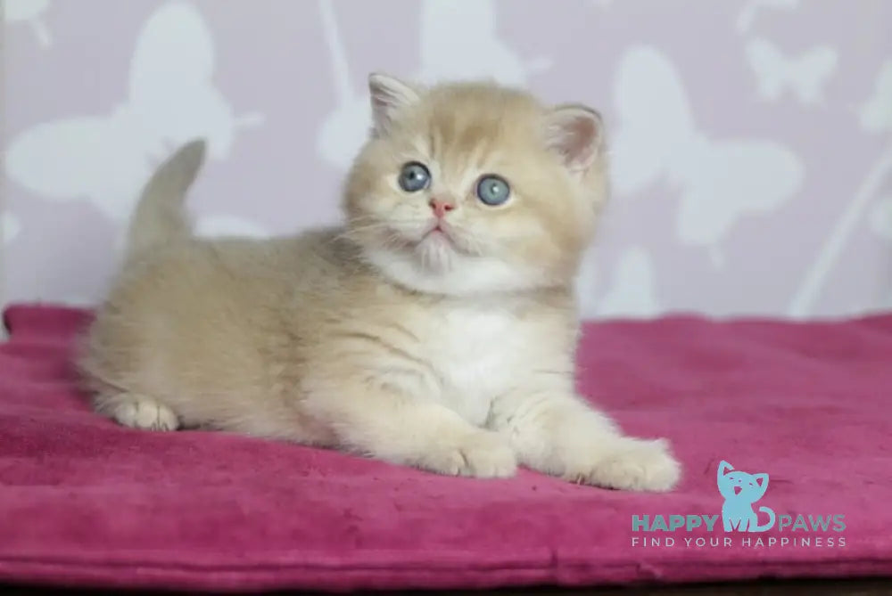Oscar British Shorthair male lilac golden shaded live animals