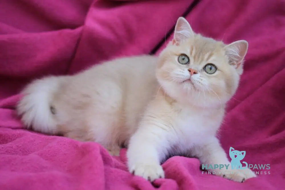 Oscar British Shorthair male lilac golden shaded live animals