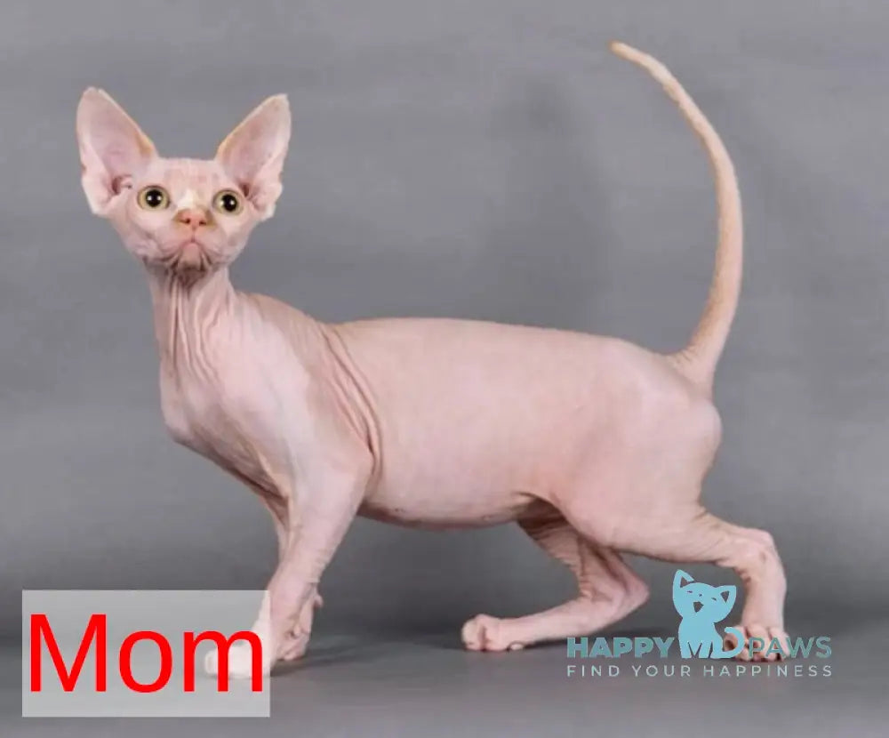 Oscar Canadian Sphynx male white live animals