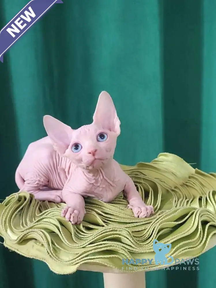 Oscar Canadian Sphynx male white live animals