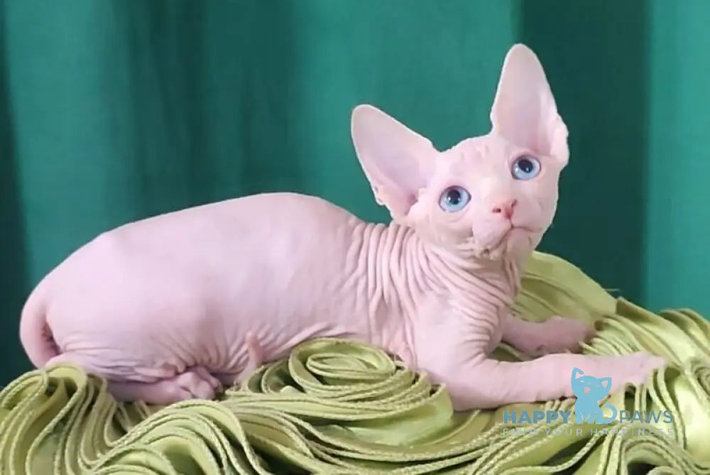 Oscar Canadian Sphynx male white live animals